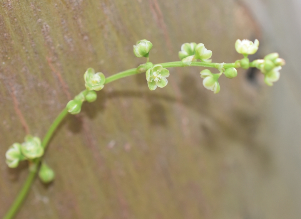 Muehlenbeckia gracillima (hero image)