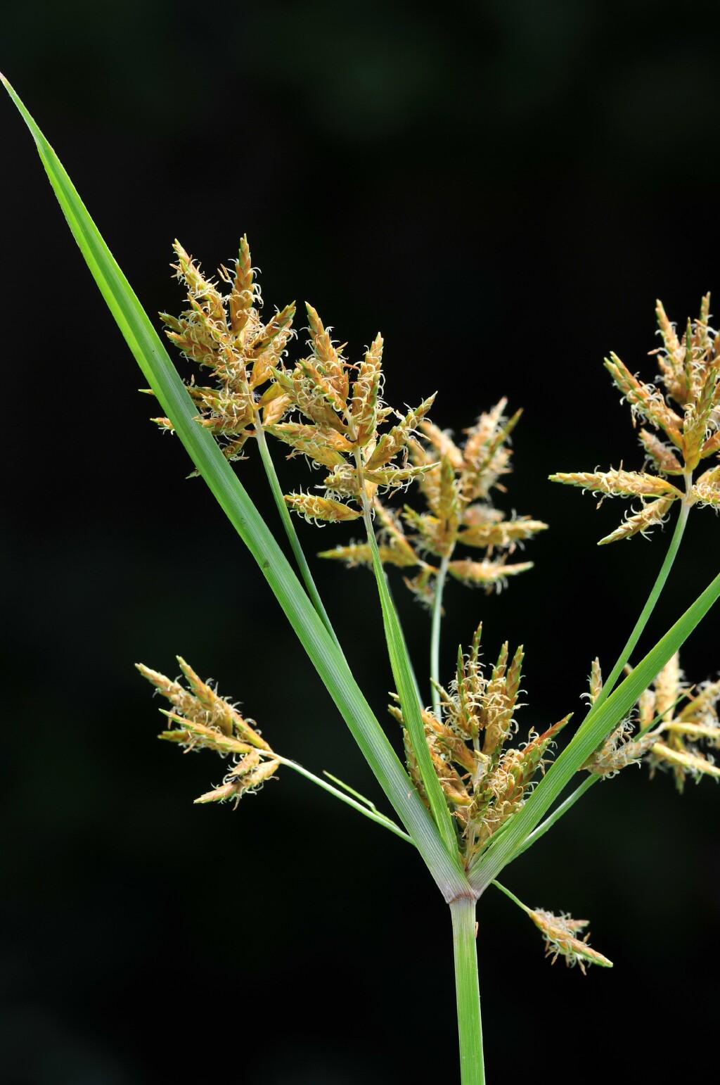 Cyperus esculentus (hero image)