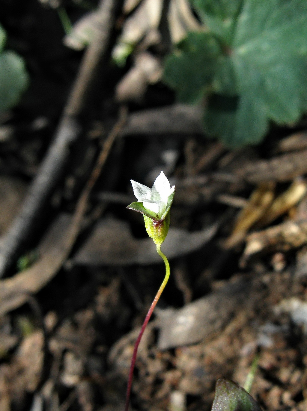 Phyllangium (hero image)