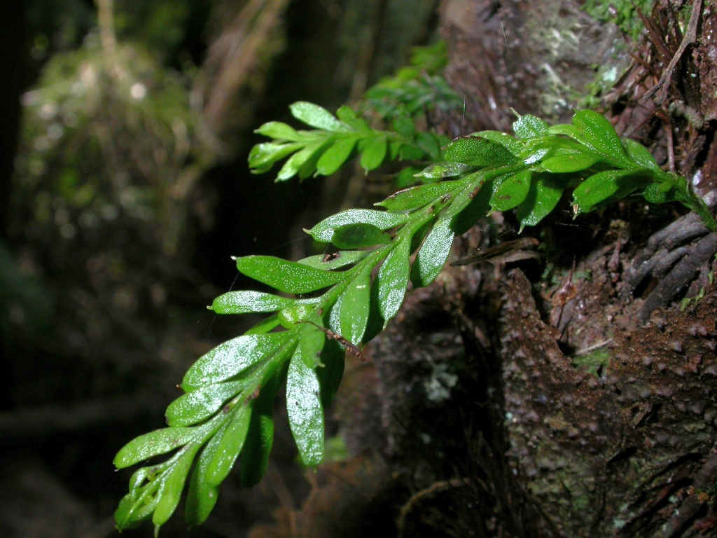 Tmesipteris ovata (hero image)