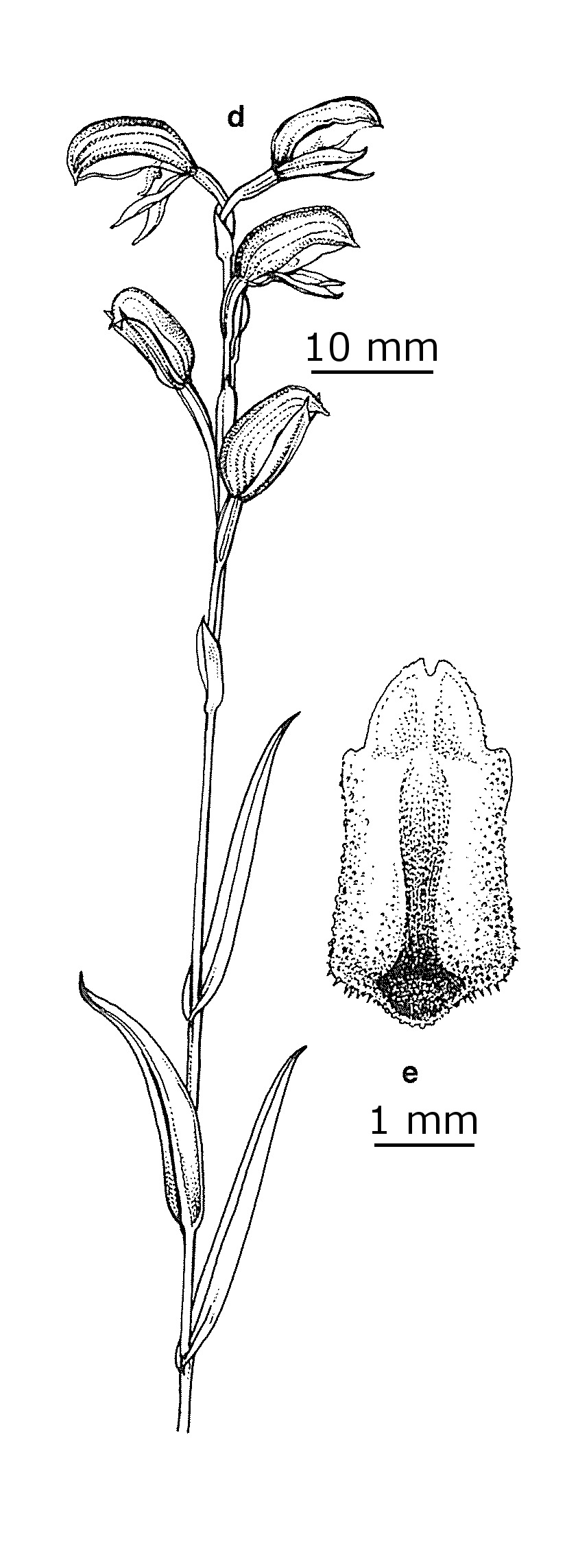 Pterostylis tunstallii (hero image)