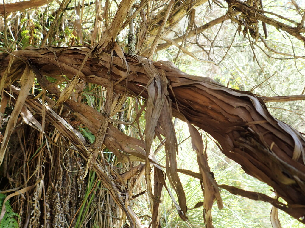 Olearia alpicola (hero image)