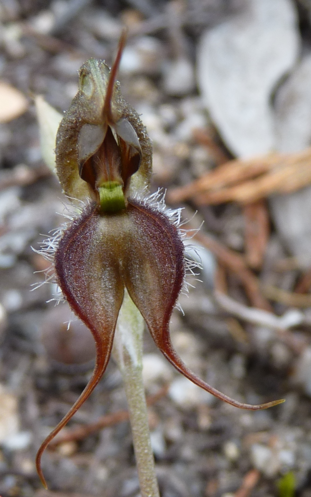 Pterostylis sp. aff. boormanii (Beechworth) (hero image)