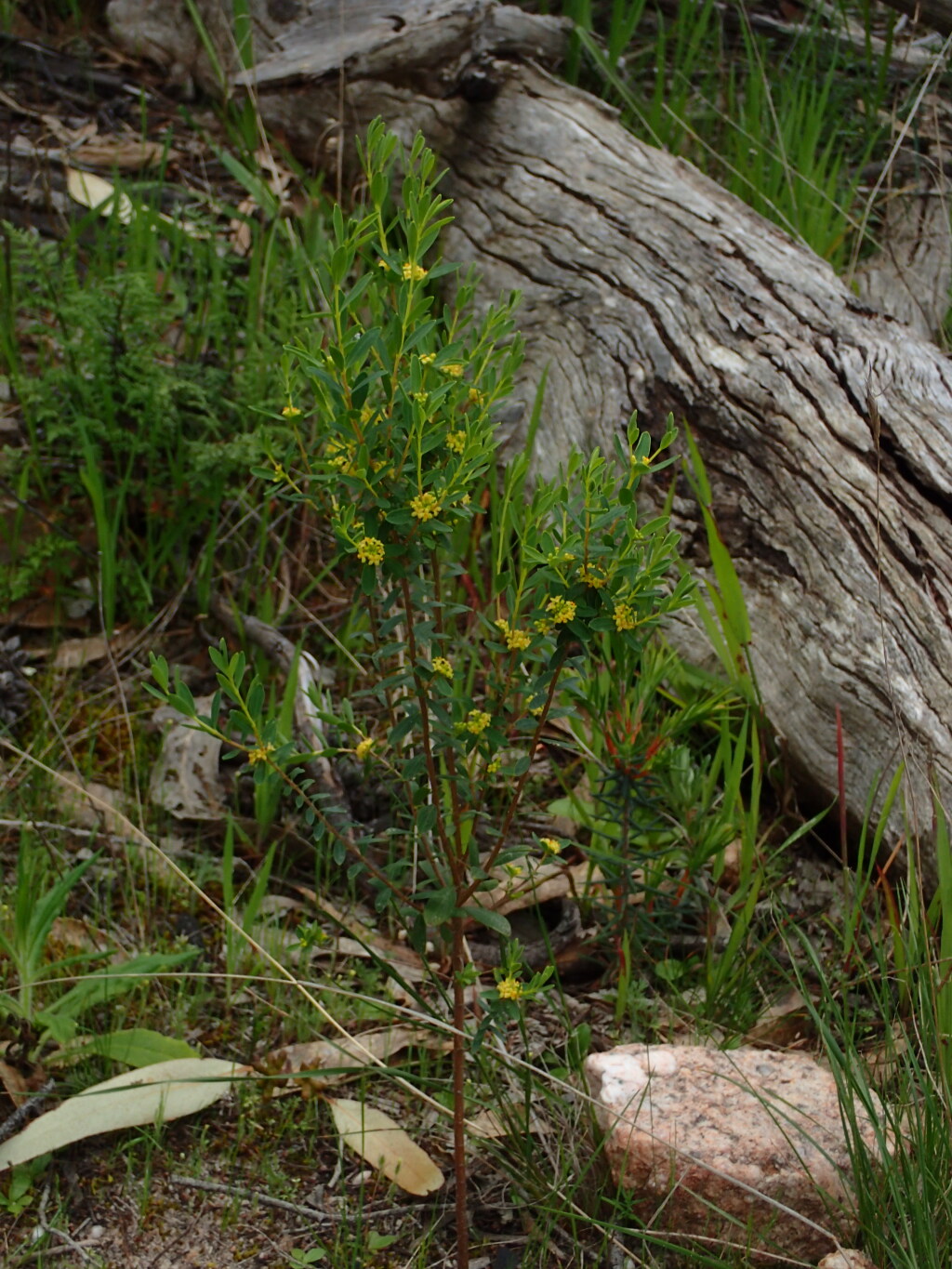 Pimelea hewardiana (hero image)
