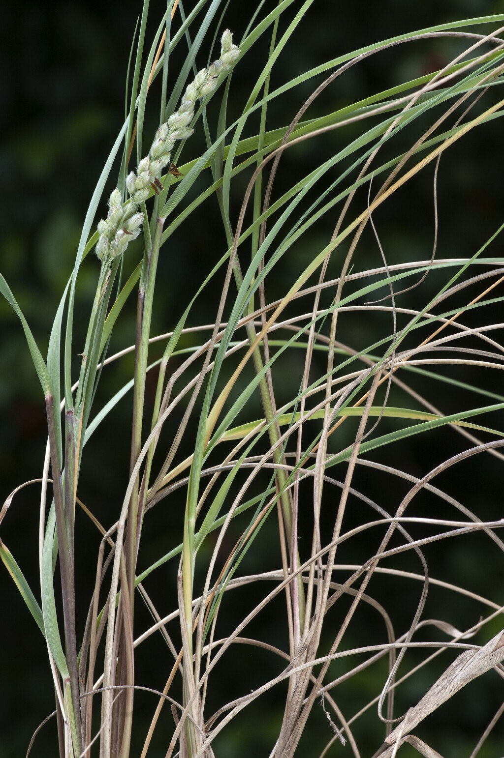 Panicum (hero image)