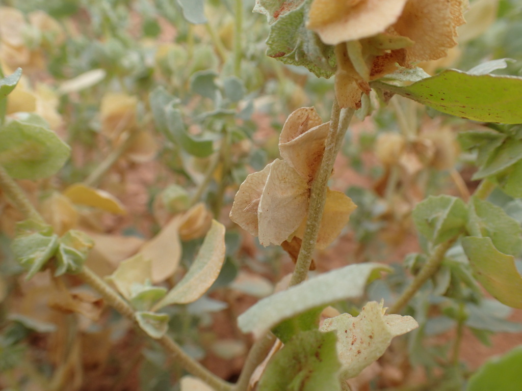 Atriplex lindleyi subsp. conduplicata (hero image)