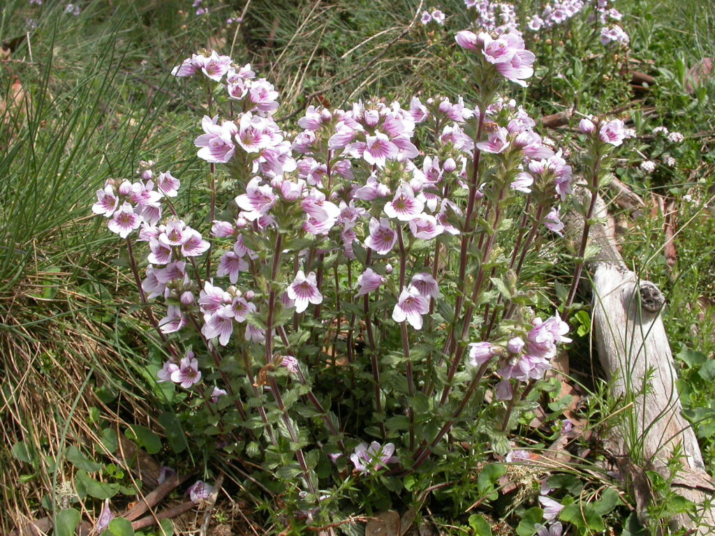 Euphrasia lasianthera (hero image)