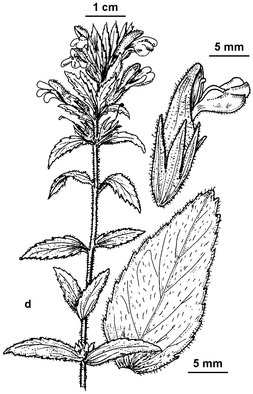 Bellardia viscosa (hero image)