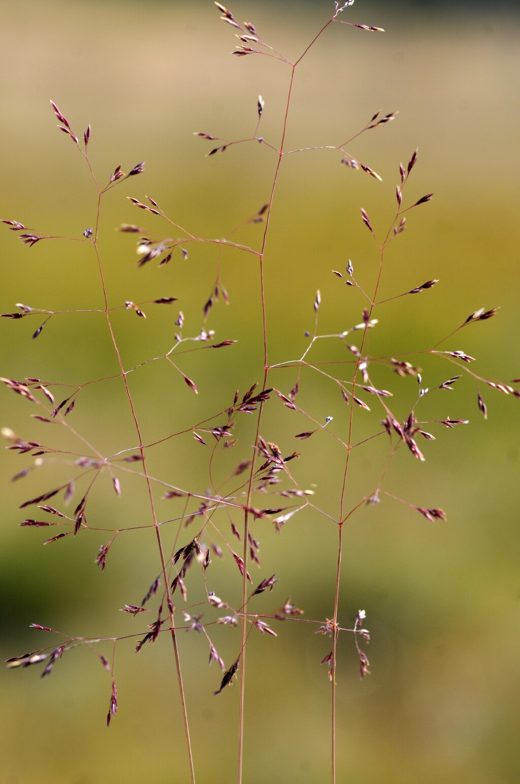 Agrostis bettyae (hero image)