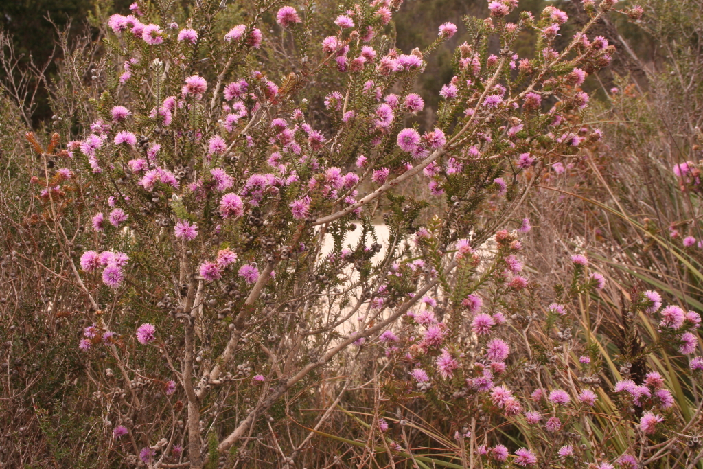 Melaleuca gibbosa (hero image)