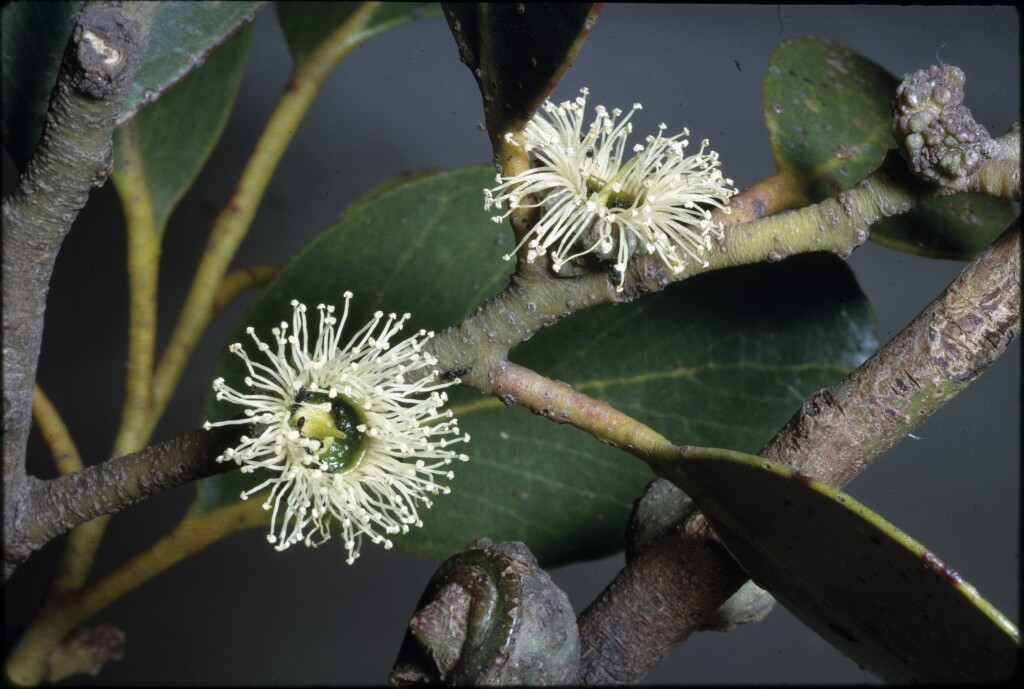 Eucalyptus serraensis (hero image)