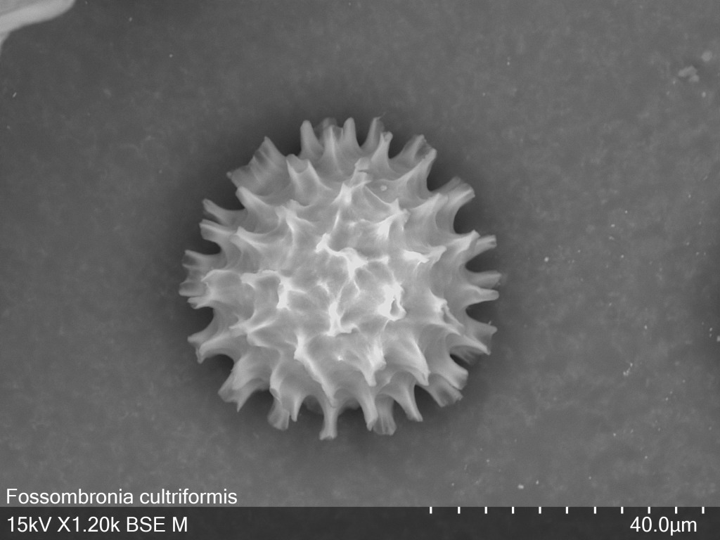 Fossombronia (hero image)