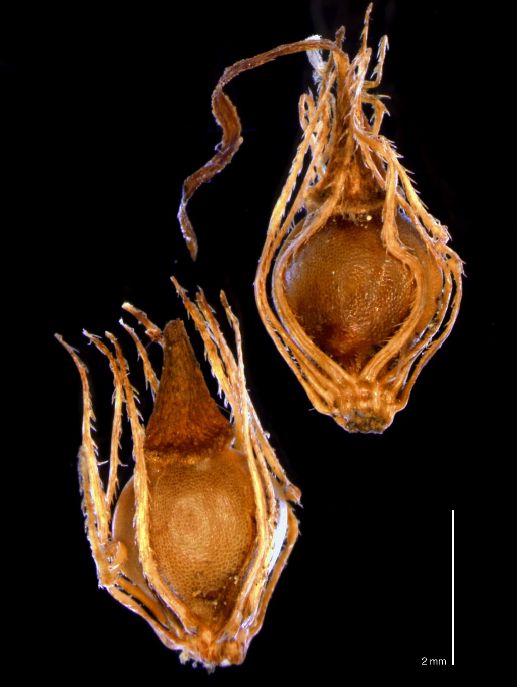 Eleocharis sphacelata (hero image)