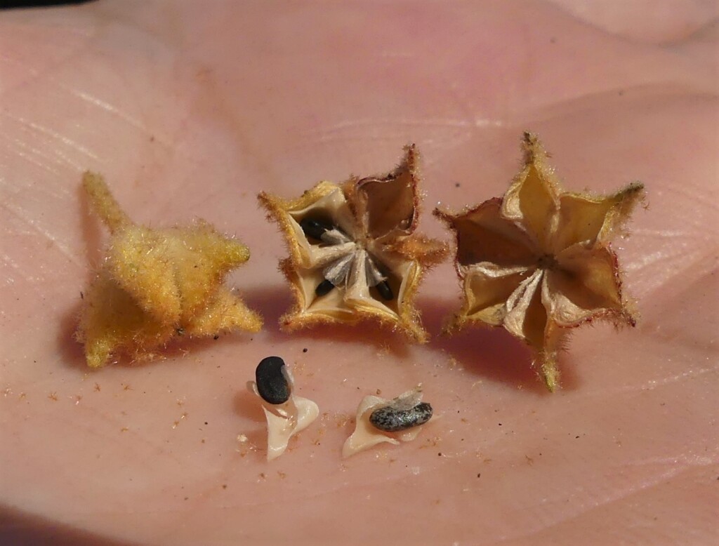 Asterolasia asteriscophora (hero image)