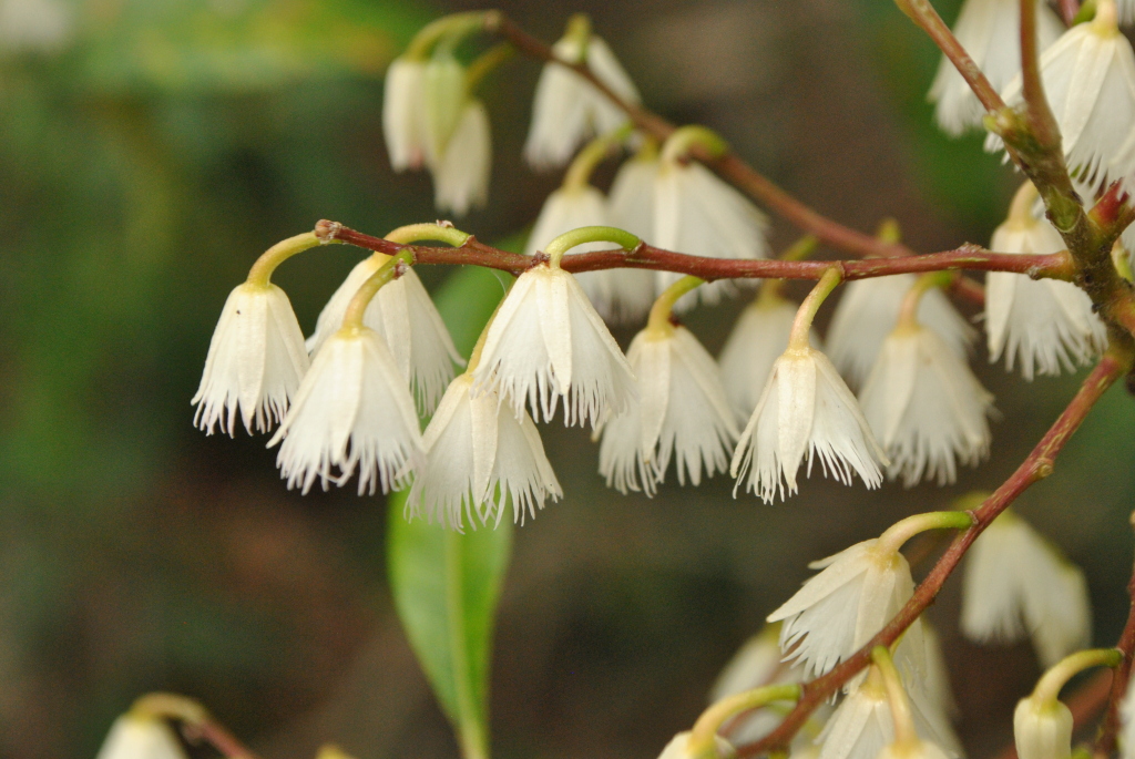 Elaeocarpus reticulatus (hero image)