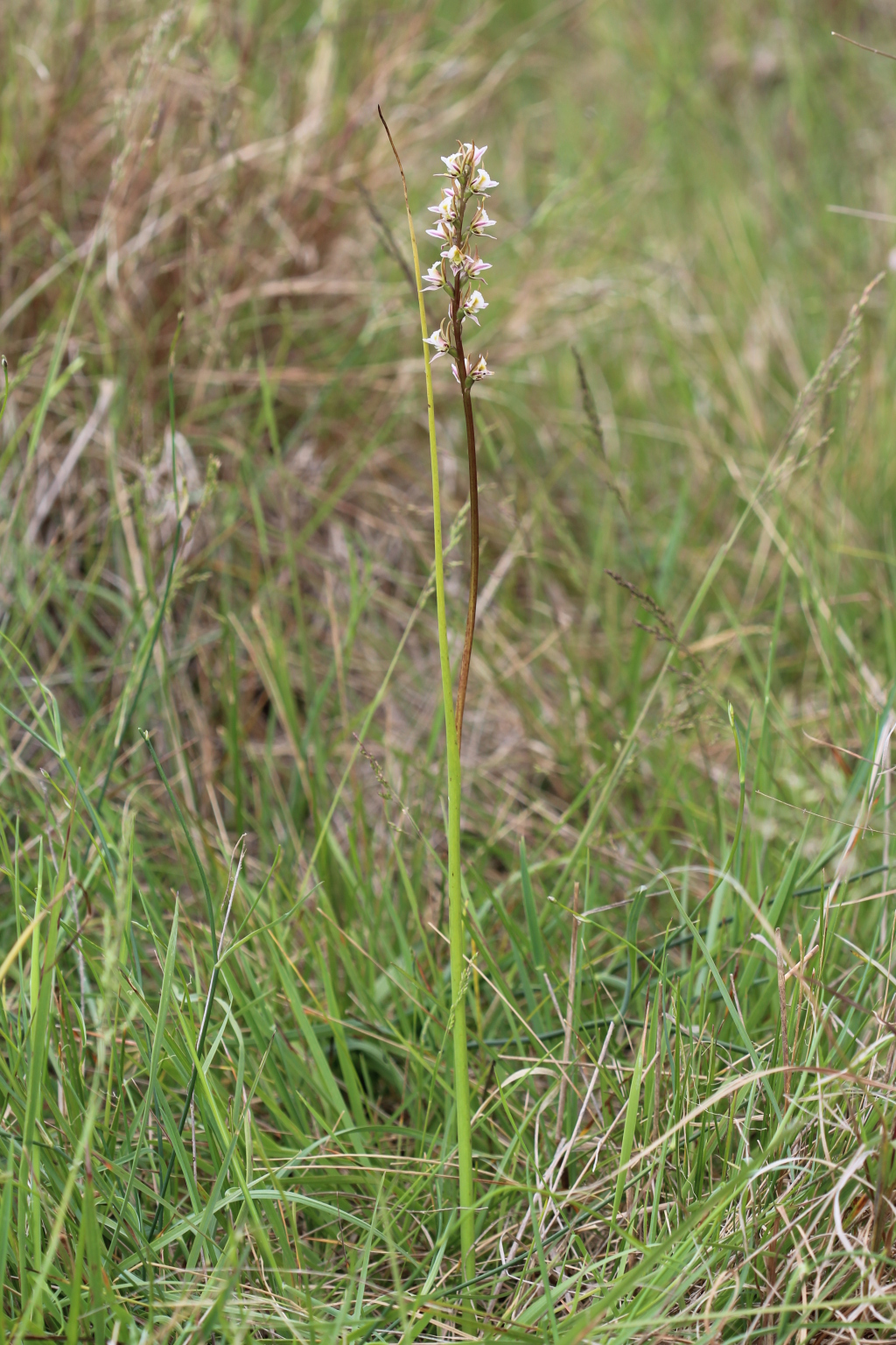 Prasophyllum anticum (hero image)