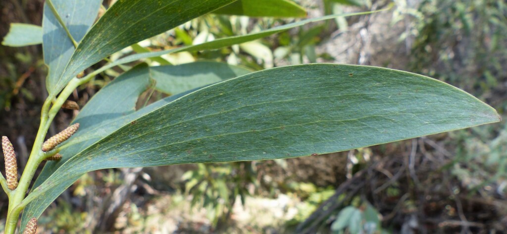 Acacia dallachiana (hero image)
