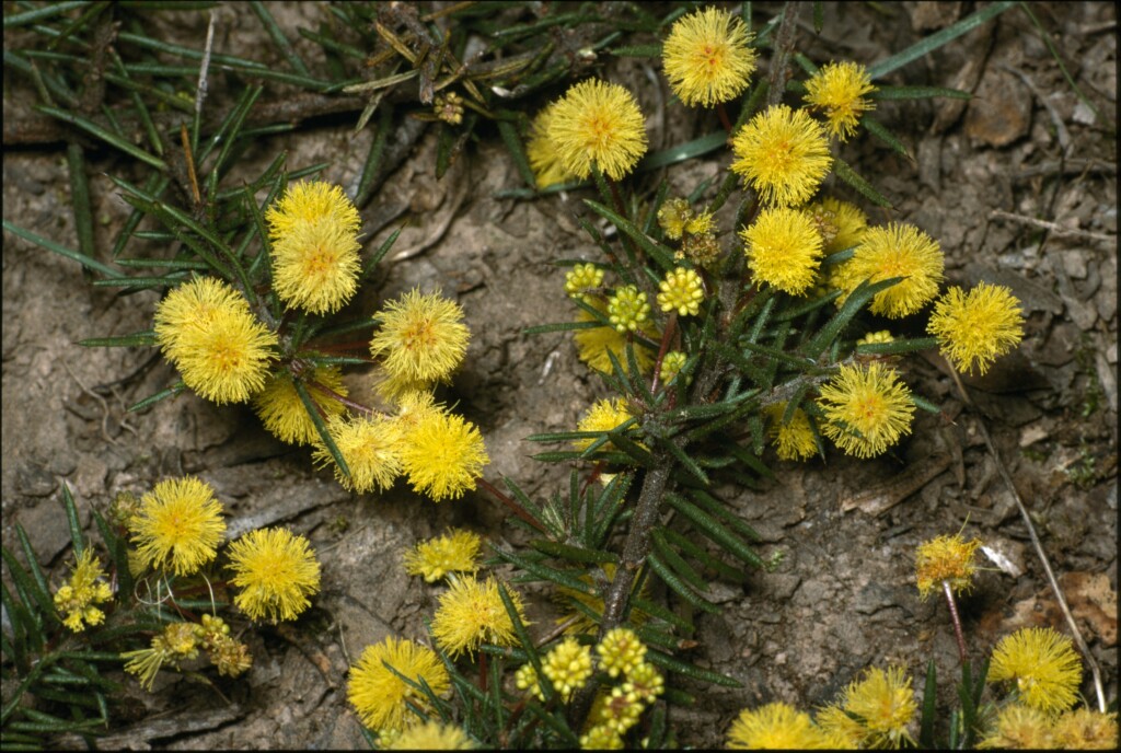 Acacia aculeatissima (hero image)