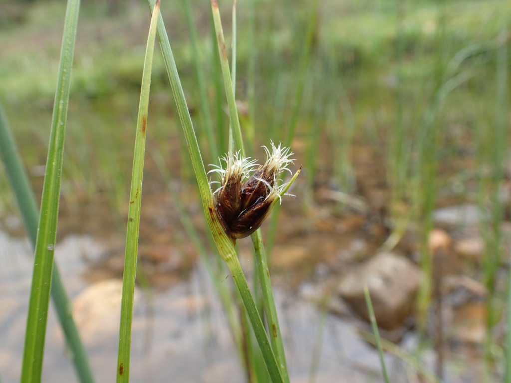 Bolboschoenus caldwellii (hero image)