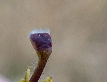 Goodenia humilis (hero image)