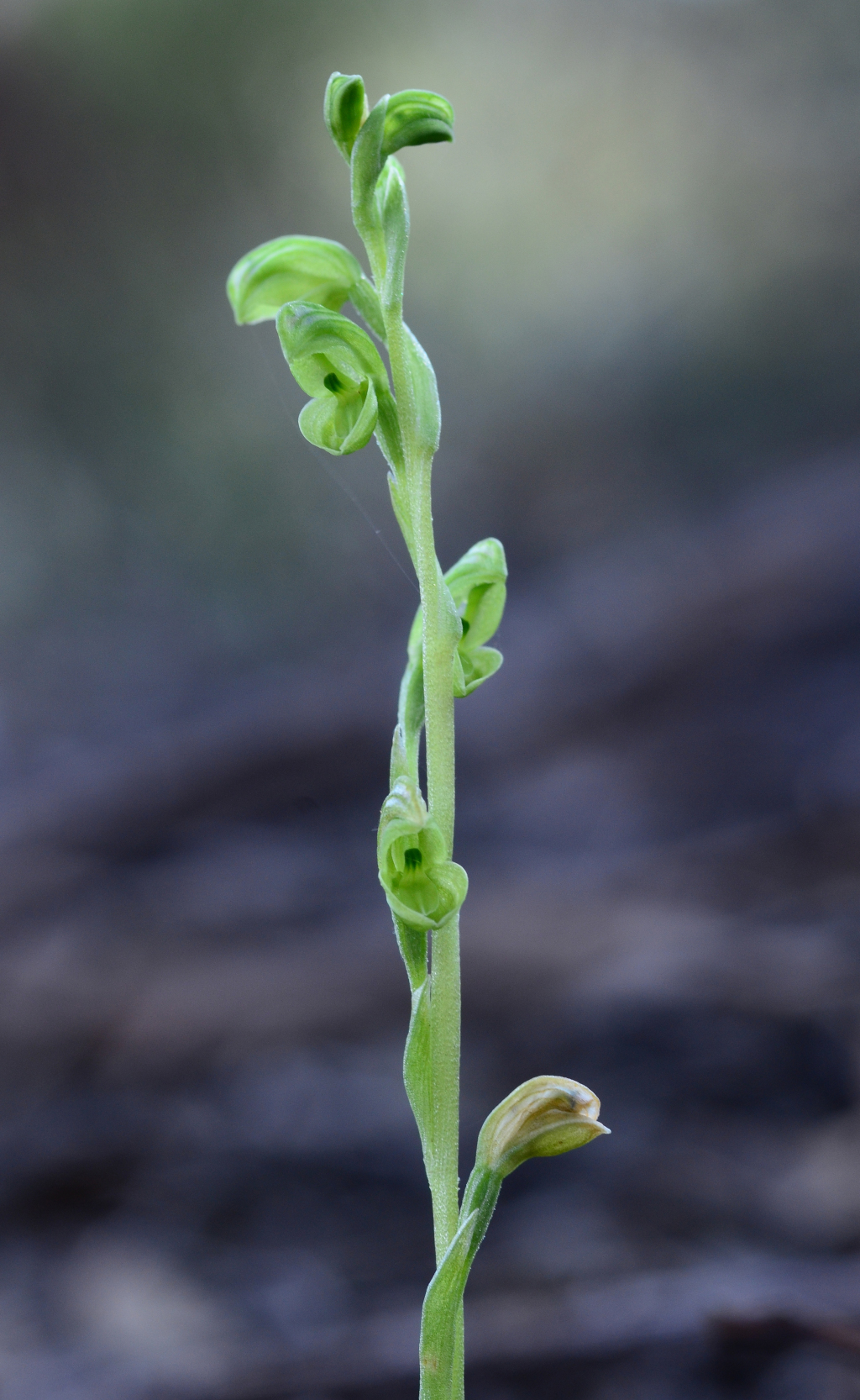 Pterostylis mutica (hero image)