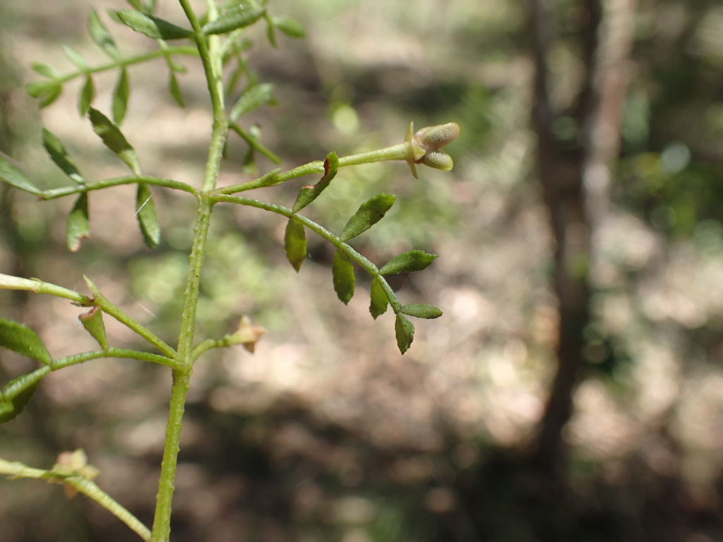 Boronia galbraithiae (hero image)