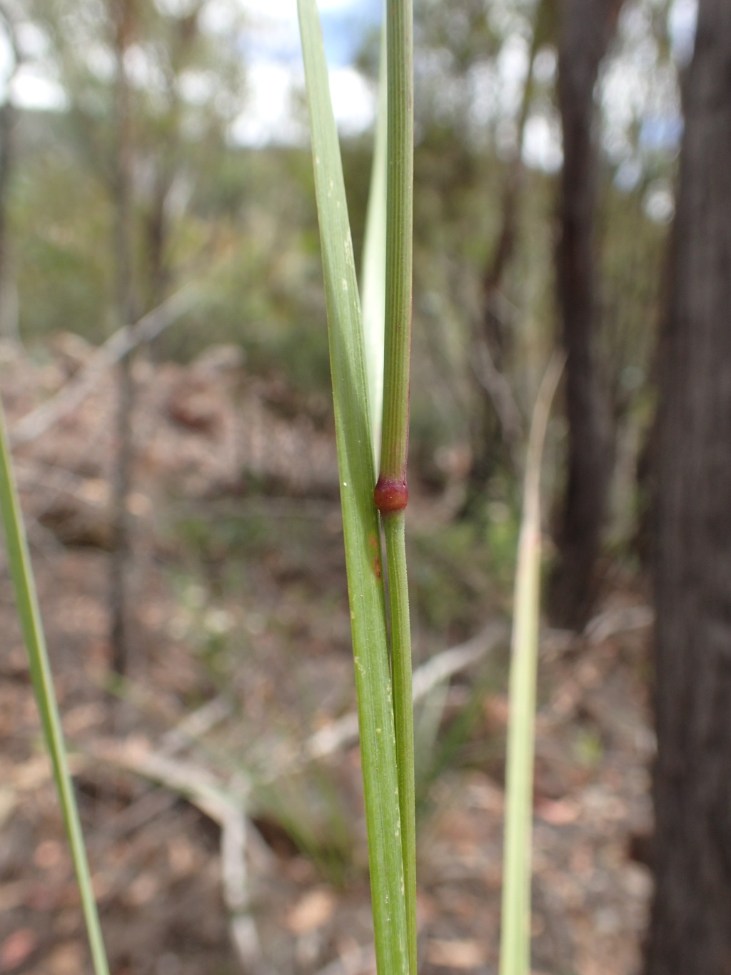Deyeuxia pungens (hero image)