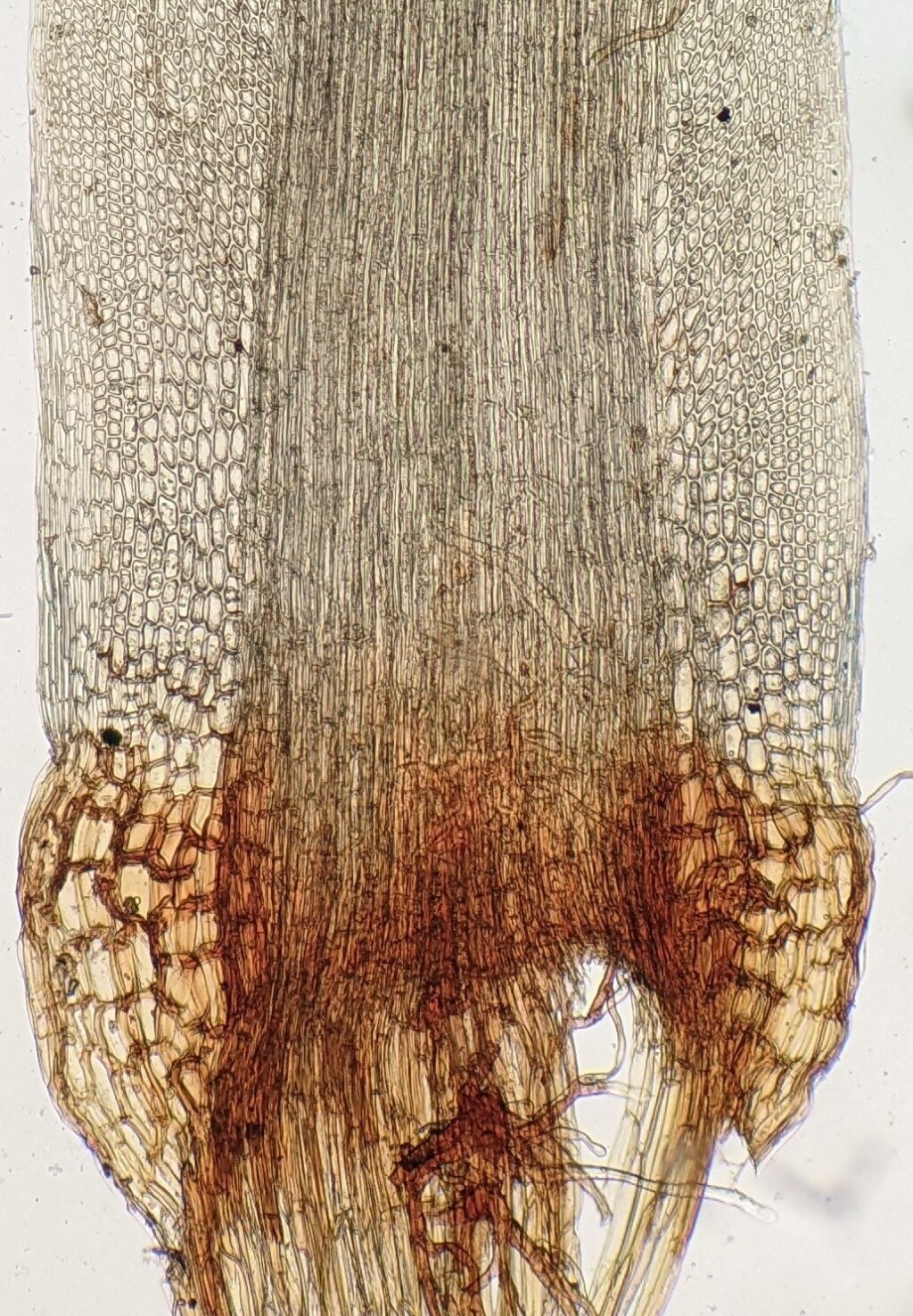 Campylopus appressifolius (hero image)