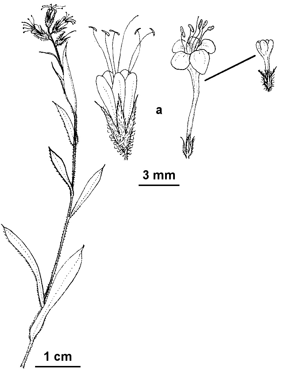 Myosotis exarrhena (hero image)