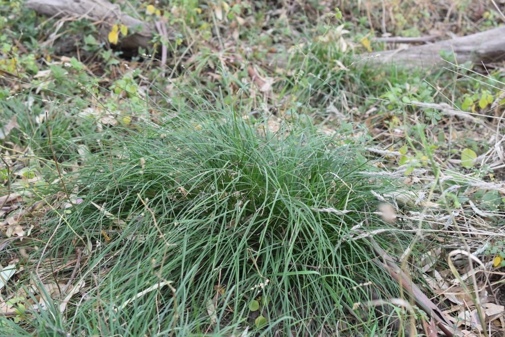 Carex divulsa subsp. divulsa (hero image)