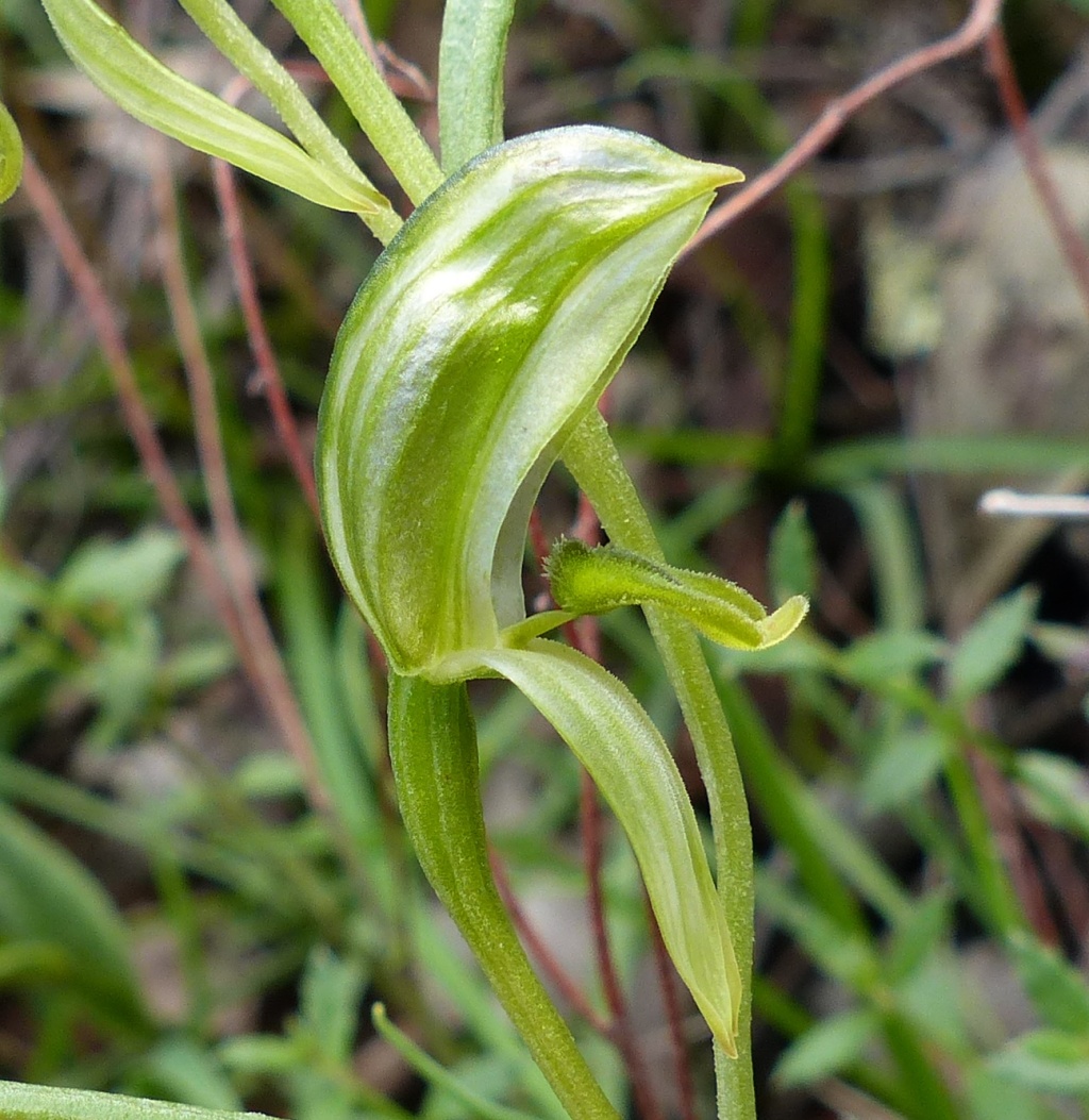 Pterostylis smaragdyna (hero image)