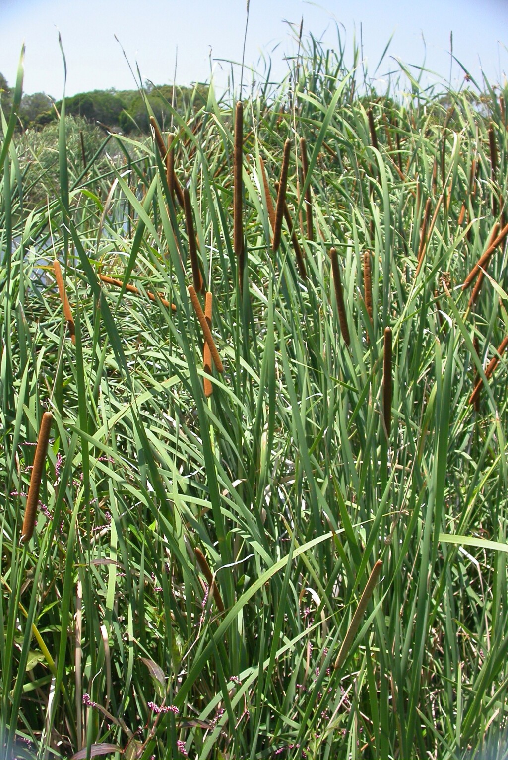 Typha (hero image)