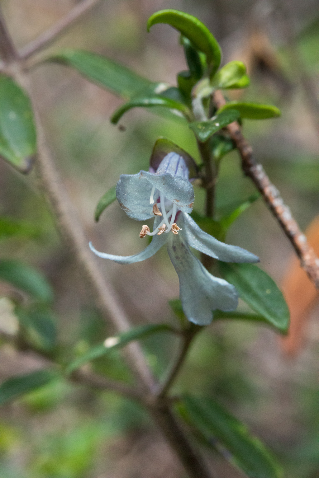 Prostanthera walteri (hero image)