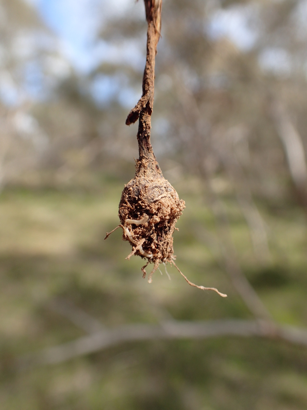 Wurmbea dioica subsp. dioica (hero image)