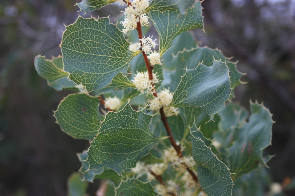 Hakea undulata (hero image)