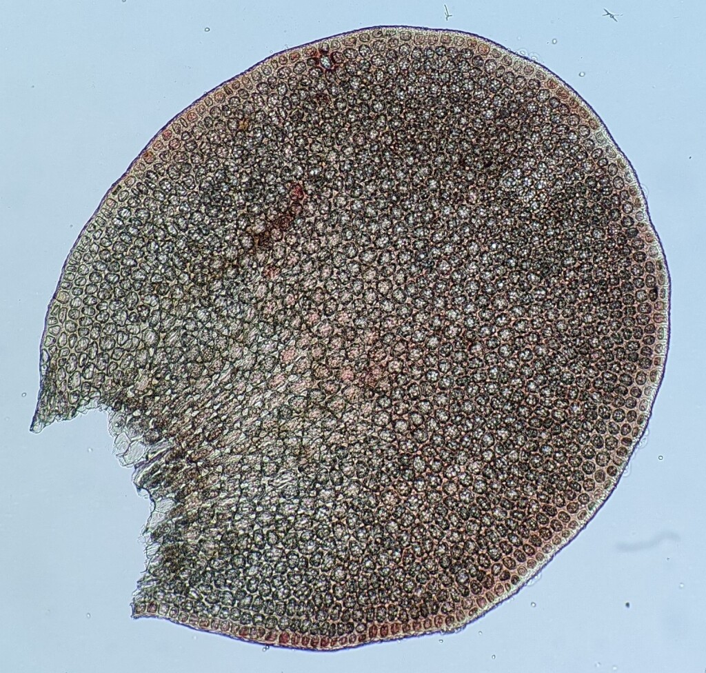 Syzygiella (hero image)