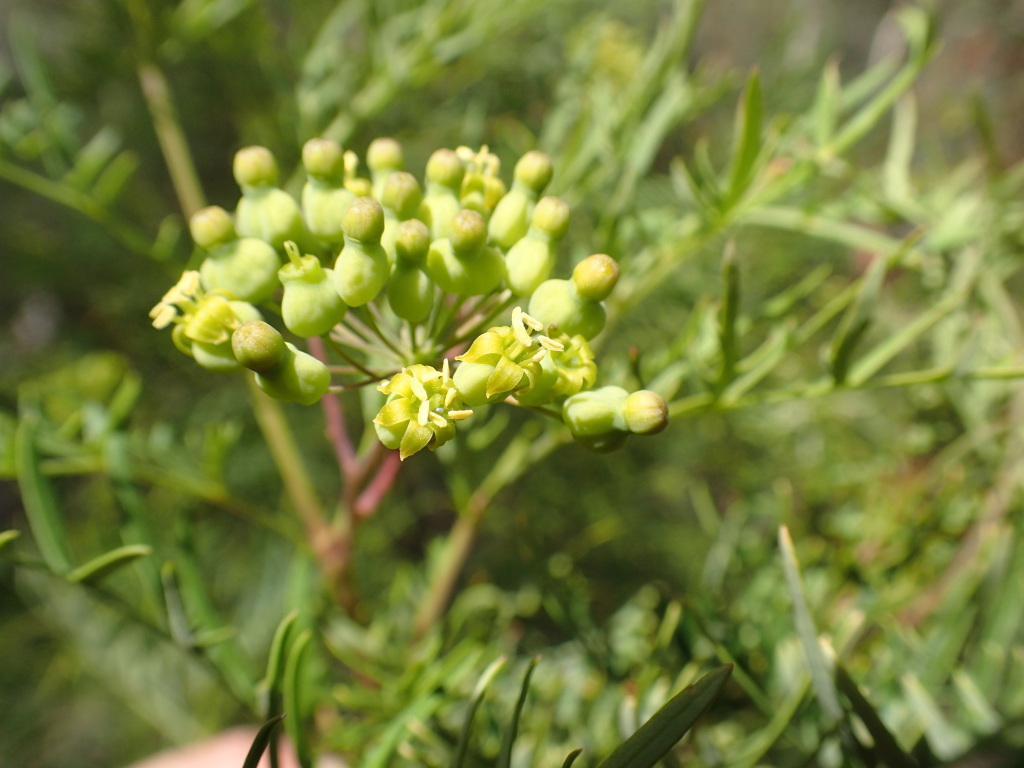 Polyscias sambucifolia subsp. 2 (hero image)