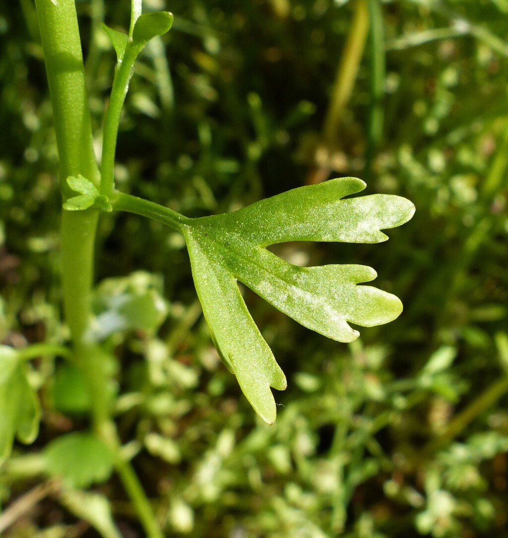 Ranunculus sceleratus subsp. sceleratus (hero image)