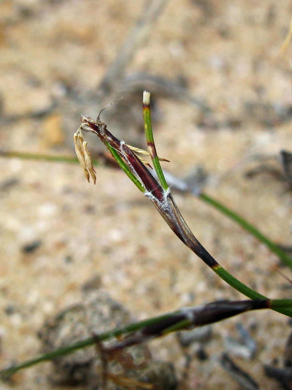 Schoenus deformis (hero image)