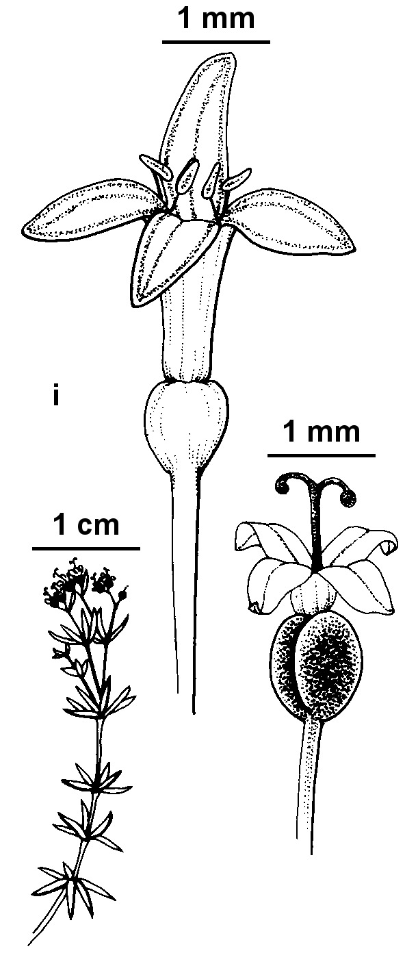 Asperula minima (hero image)