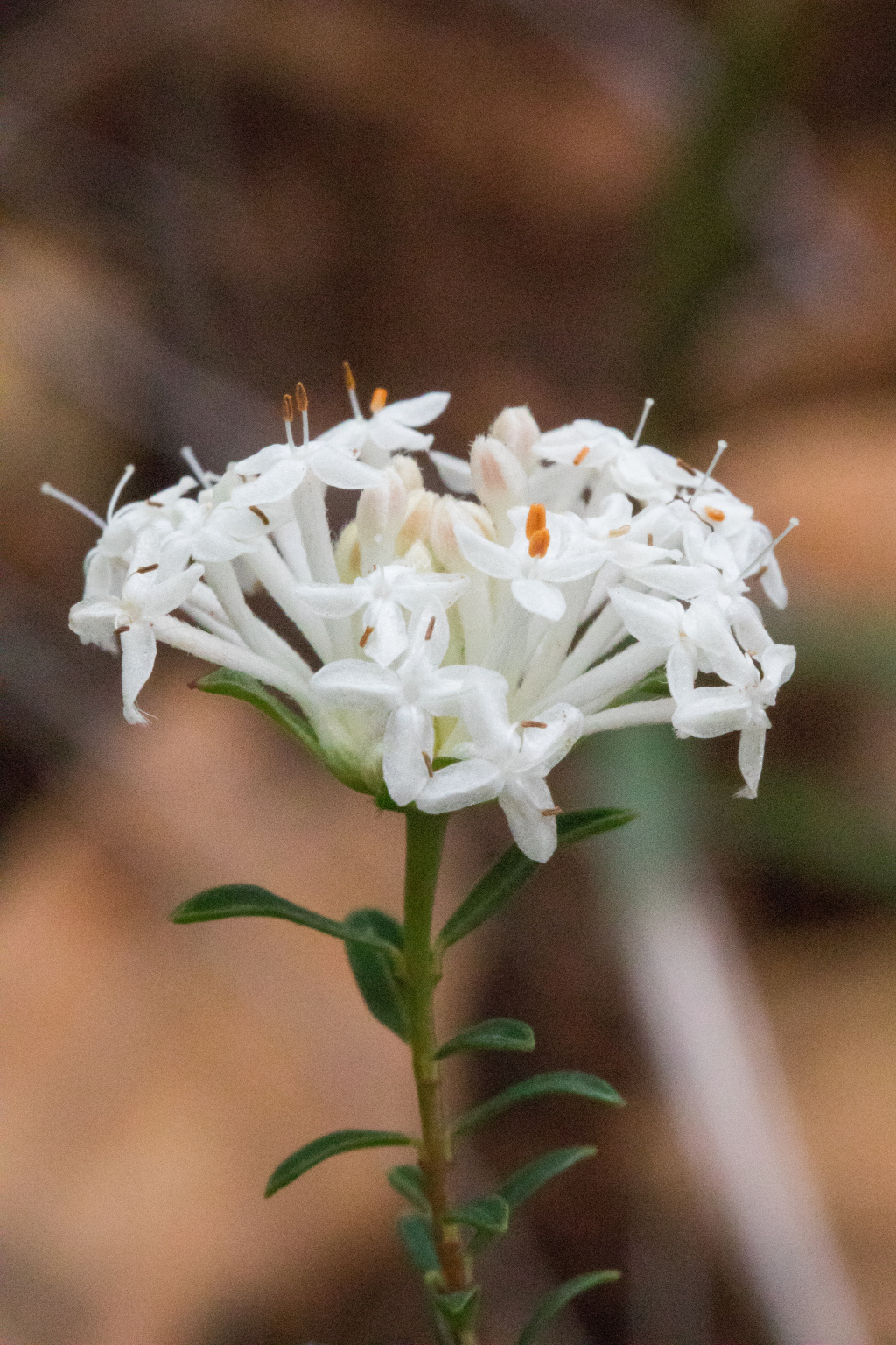 Pimelea linifolia subsp. linifolia (hero image)