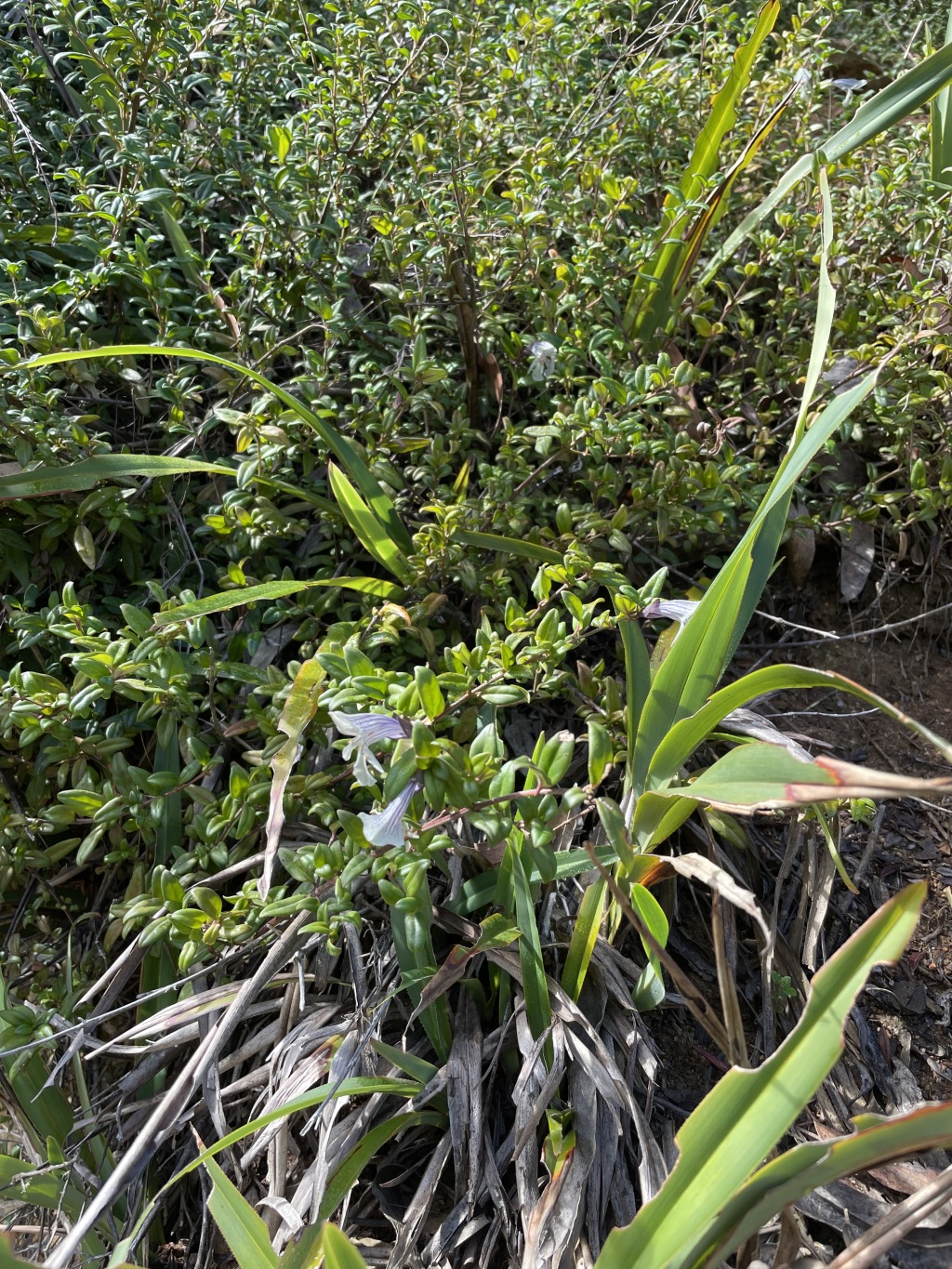 Prostanthera walteri (hero image)