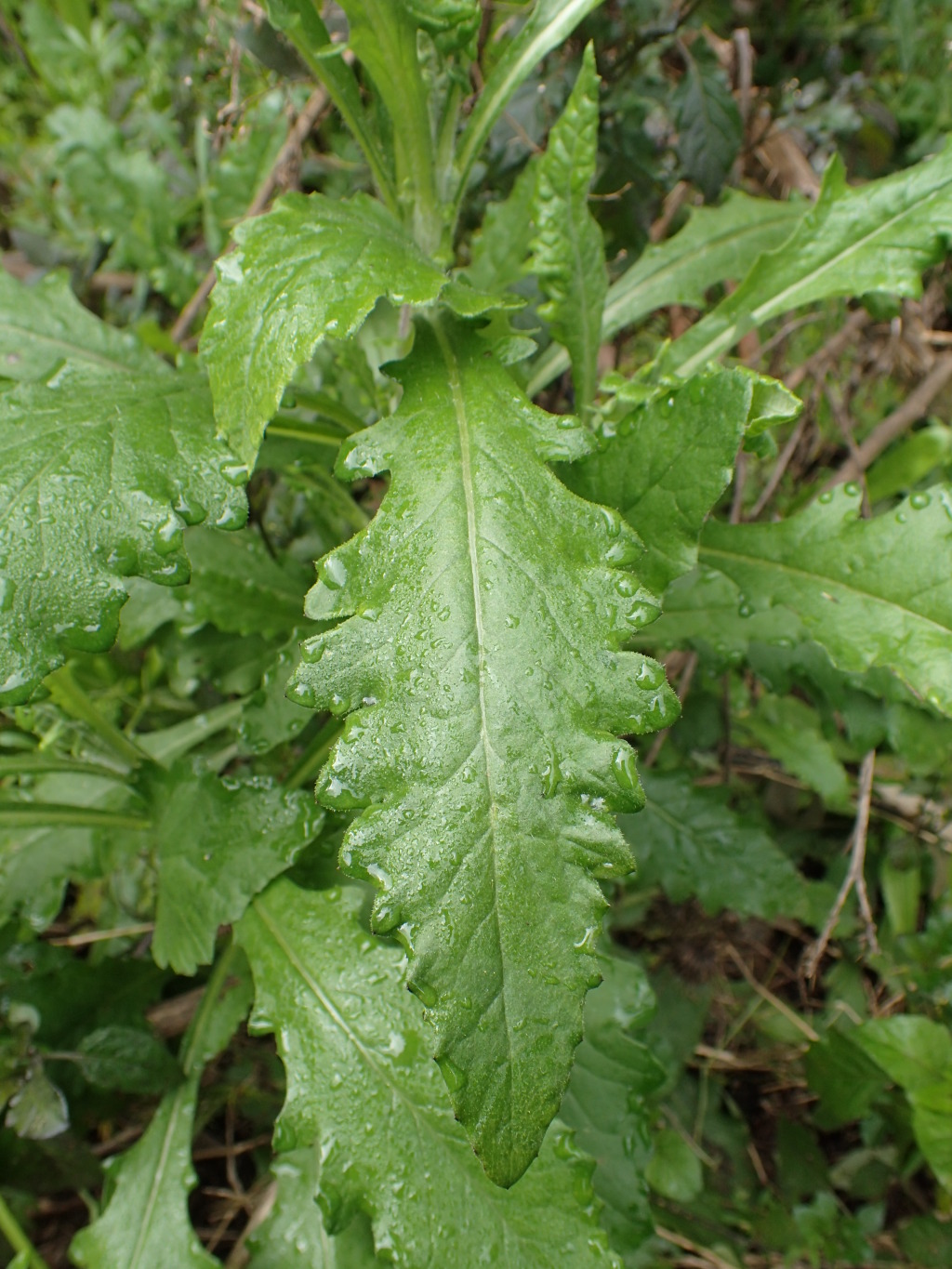 Senecio biserratus (hero image)