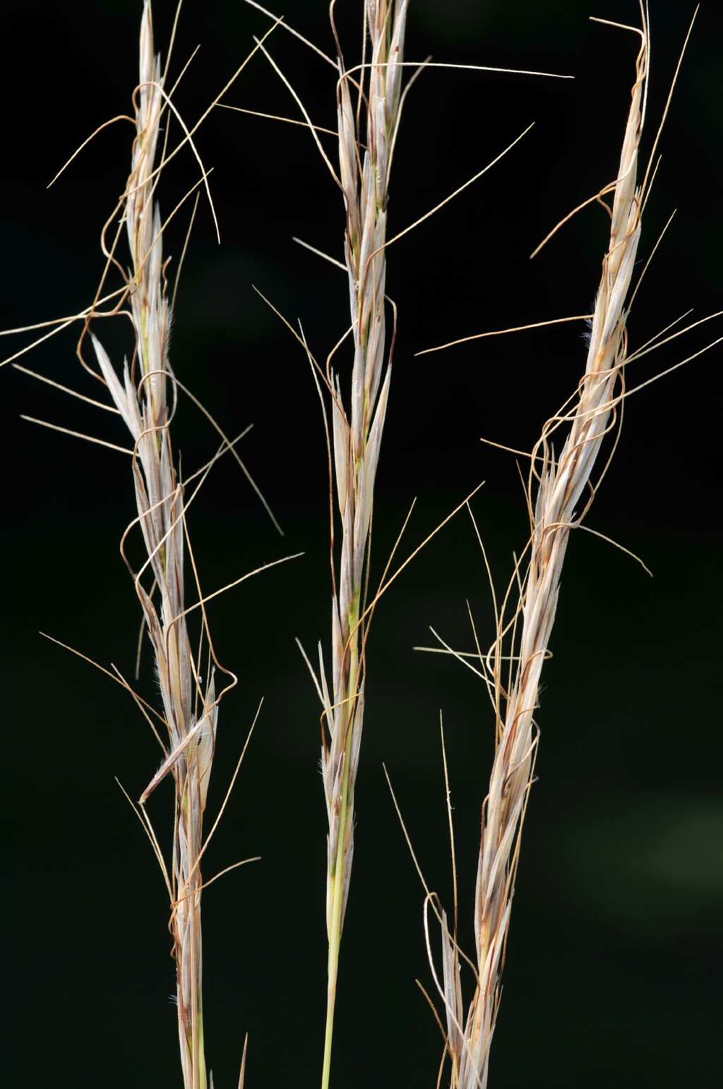 Austrostipa stipoides (hero image)