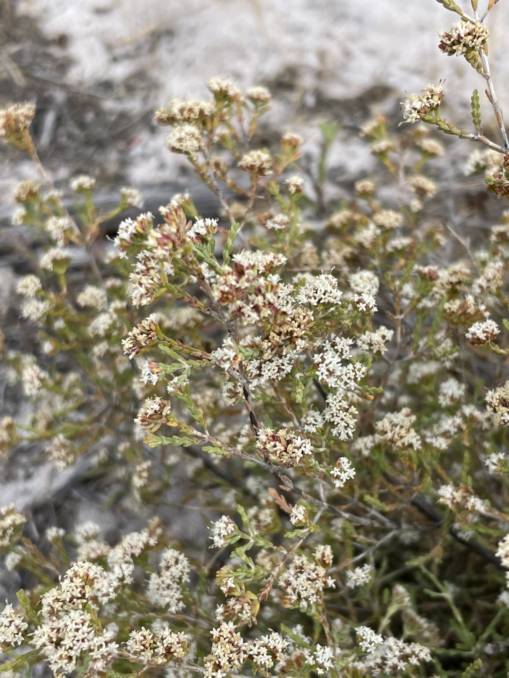 Darwinia micropetala (hero image)