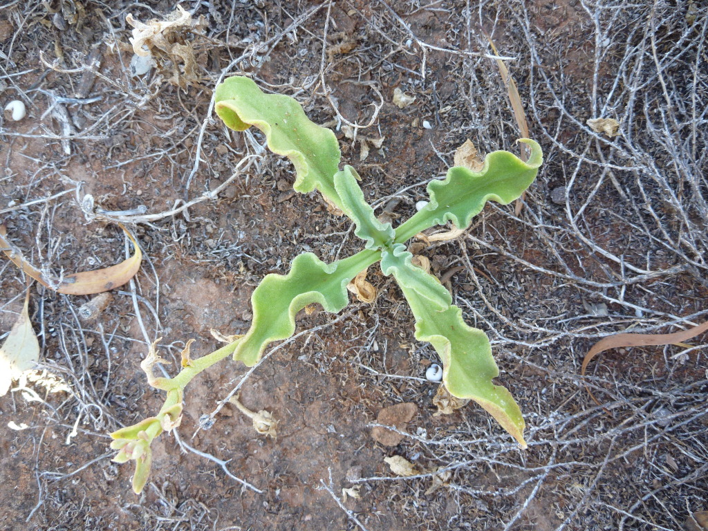 Mesembryanthemum guerichianum (hero image)