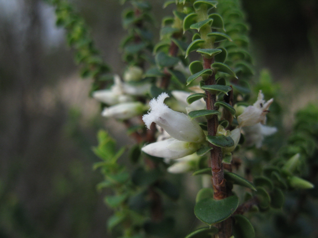 Styphelia cordifolia (hero image)