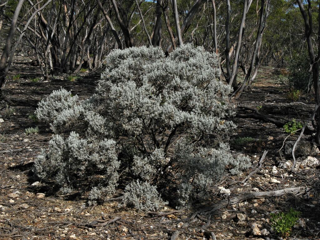 Cratystylis conocephala (hero image)