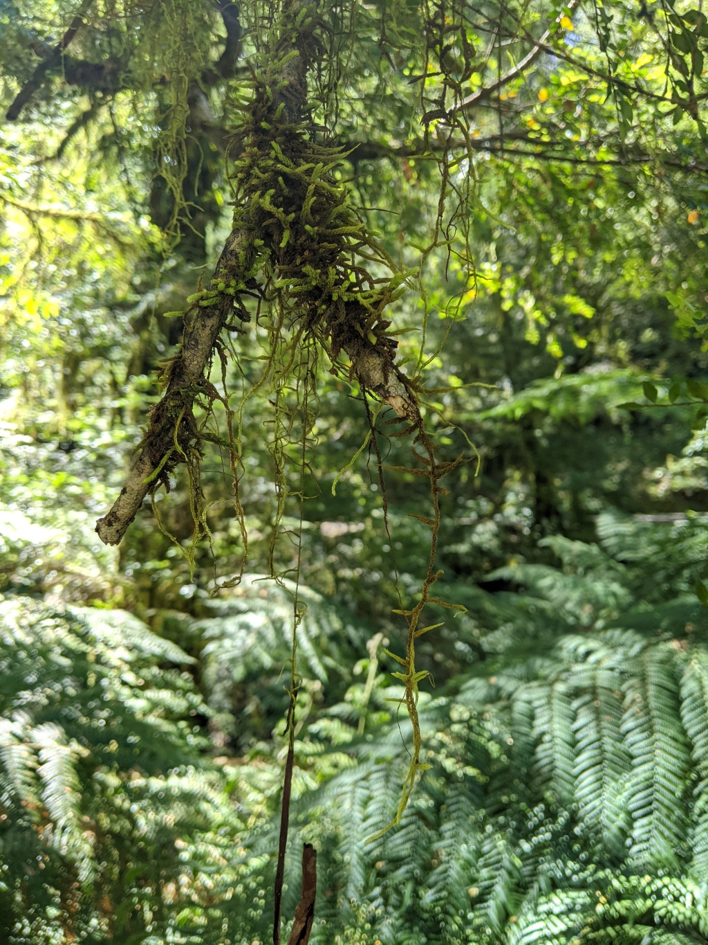 Papillaria flavolimbata (hero image)