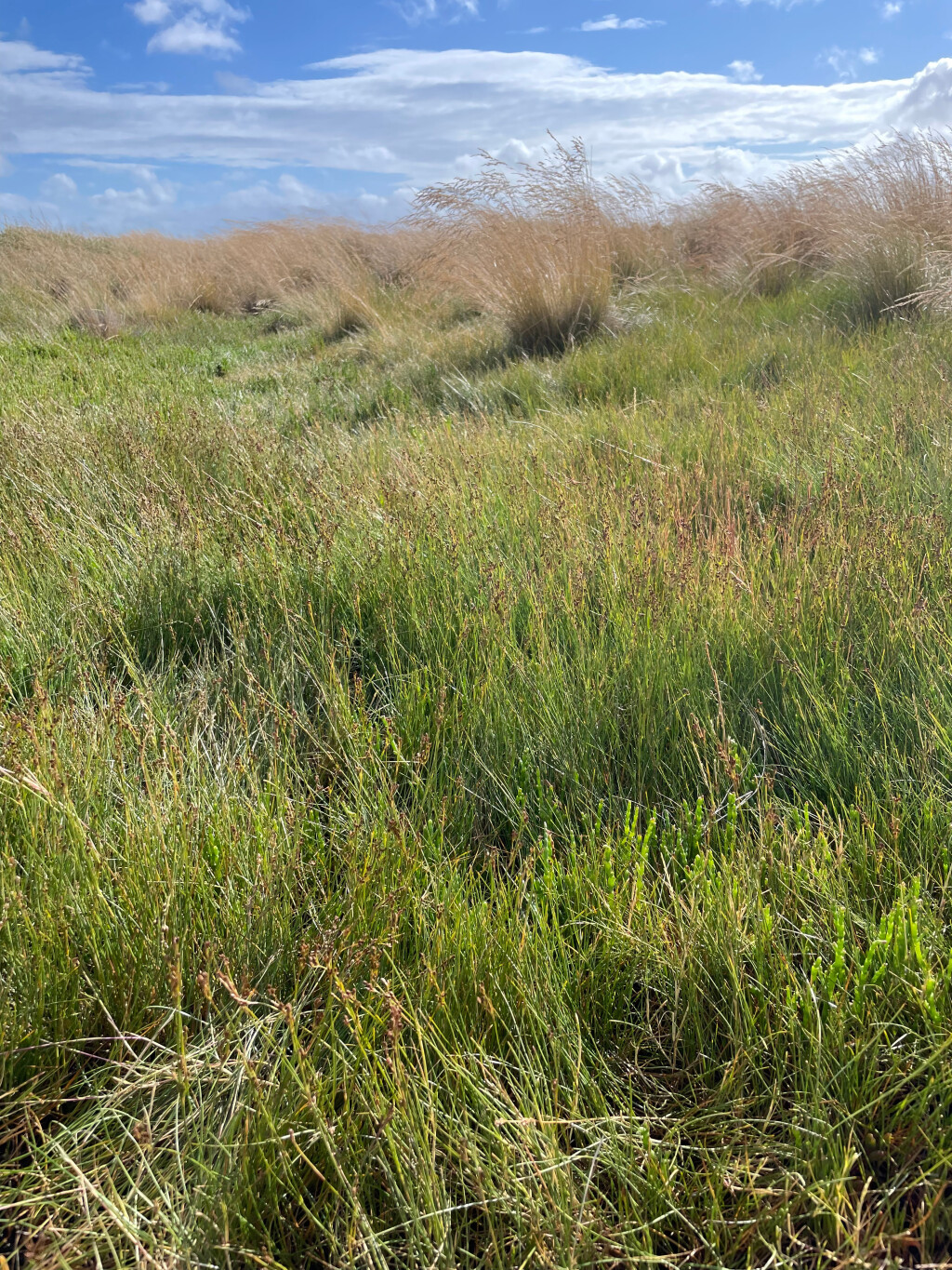 Juncus (hero image)